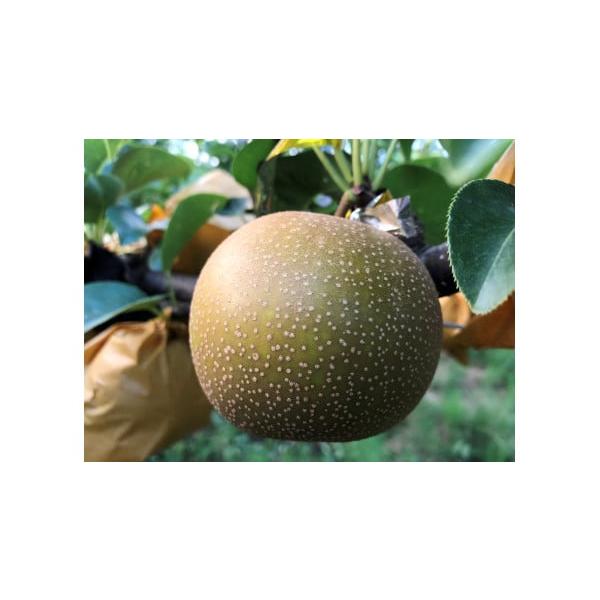 容量〔等級〕赤秀　〔容量〕5〜7玉／2.5kg消費期限冷蔵保存で、発送日から7日発送期日2026年8月20日頃から順次発送配送冷蔵 時間指定 別送申込期日2026年8月23日事業者彩花園　080-2791-7893申込条件何度も申し込み可