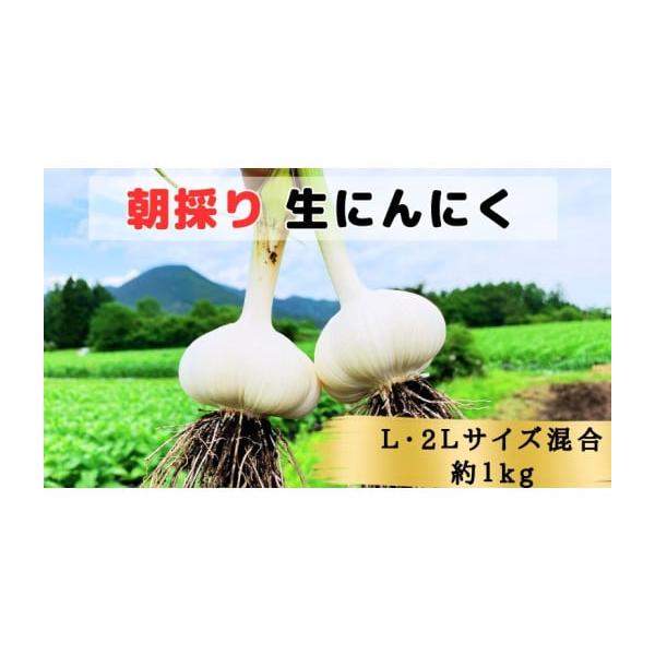容量原産地：青森県田子町内容量：青森県田子町産 生にんにくL＆2L 1kg◆品種について・青森県田子町産にんにく =『たっこ1号』※青森県の基準にしたがって化学肥料や農薬を使用して栽培したニンニクです。消費期限冷蔵14日発送期日毎年6月20...