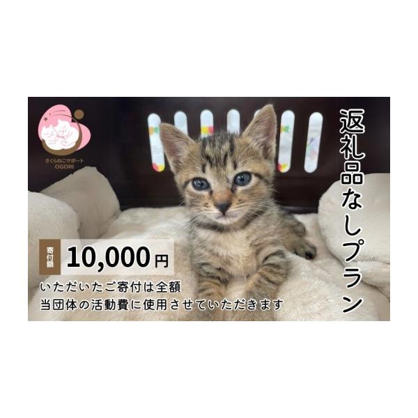 ふるさと納税 感謝状等 福岡県 小郡市 保護猫活動を応援 返礼品無し 10,000円 (お礼状送付) 保護猫