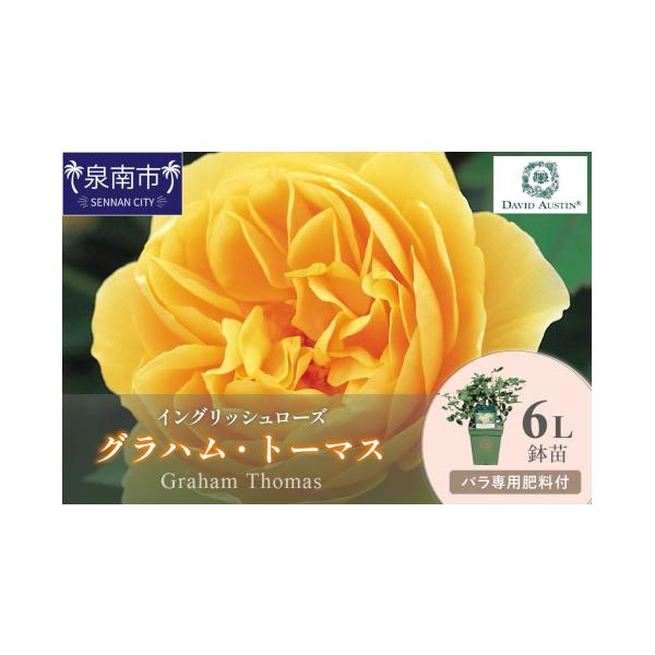 ふるさと納税 雑貨・日用品 花 大阪府 泉南市 イングリッシュローズ
