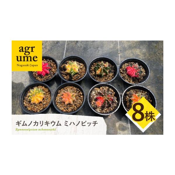 長崎県長与町のギムノカリキウム8株セット