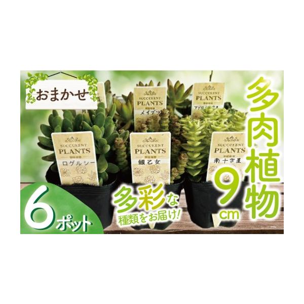 ふるさと納税 雑貨・日用品 苗木 神奈川県 藤沢市 多肉植物 9センチ おまかせ 6個セット 多肉 季節 植物 たにく しょくぶつ ショクブツ タニク 多種類 グリー…