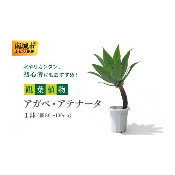 ふるさと納税 花・苗木 沖縄県 南城市 アガベ・アテナータ I アガベ