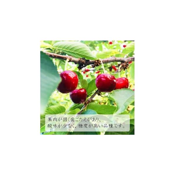 容量さくらんぼ＜紅秀峰秀品＞約300ｇ消費期限「賞味期限」配送後冷蔵で4日発送期日2026年6月中旬から2026年6月下旬頃の発送予定配送冷蔵 別送申込期日2025年7月31日〜2026年5月31日事業者株式会社山美ファーム申込条件何度も申...