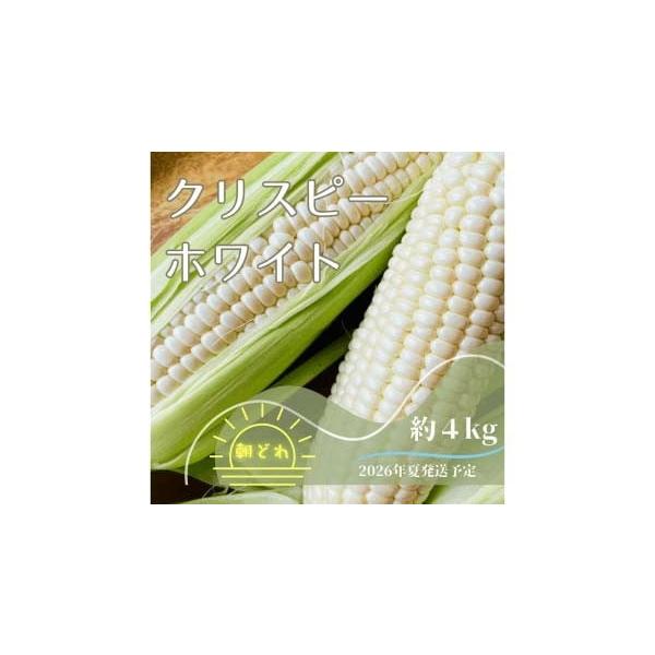 容量とうもろこし 4kg／箱10〜13本程度消費期限なるべく早くお召し上がりください発送期日2026年7月中旬（収穫が始まり次第）〜2026年8月初旬まで配送冷蔵 時間指定 別送申込期日2025年8月下旬〜2026年7月中旬まで事業者株式会...