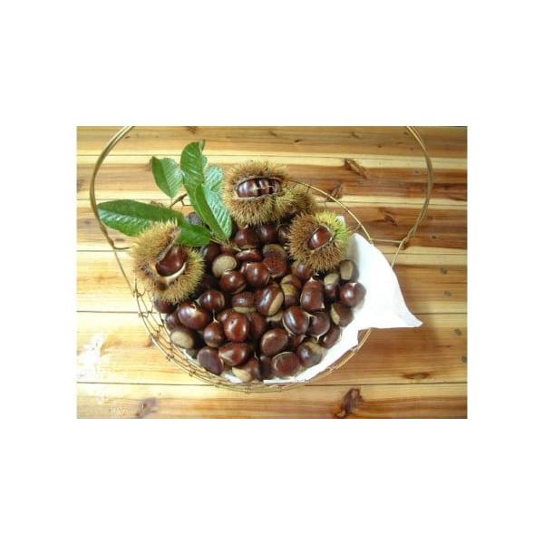 容量約1kg（生栗）【原料原産地】高知県佐川町消費期限生鮮品ですので、到着後はお早めにお召し上がりください。発送期日2026年10月中旬〜11月中旬※季節物のため出荷は多少前後する可能性がございます。予めご了承ください。配送冷蔵 時間指定 ...