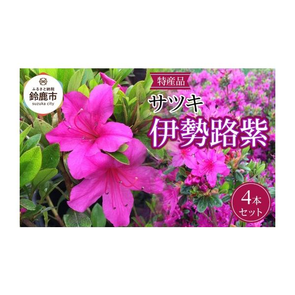 ふるさと納税 雑貨・日用品 苗木 三重県 鈴鹿市 特産品 サツキ伊勢路紫 4本セット