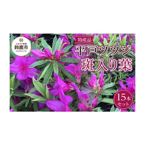 ふるさと納税 花・苗木 盆栽 三重県 鈴鹿市 特産品 平戸ツツジ斑入り葉 15本セット