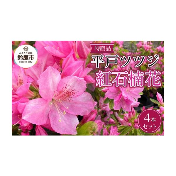 ふるさと納税 花・苗木 盆栽 三重県 鈴鹿市 特産品 平戸ツツジ 紅石楠花 4本セット