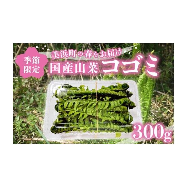 容量■内容／産地コゴミ 300g (100g×3パック)産地：福井県美浜町消費期限発送日より3日以内（冷蔵保存時）※消費期限が短い為、お受け取りにお時間がかかる場合や、配送日数が長い地域へのお届けは品質を保証いたしかねます。※到着後、すぐに...
