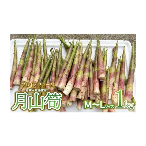 容量月山筍　M〜Lサイズ　1kg（25本前後）※サイズや本数のご指定は出来ません。消費期限収穫後4日以内発送期日令和8年5月10日〜6月10日頃発送予定※天候や発育状況により、発送期間が前後する場合がございます。※お届け日のご指定はできませ...