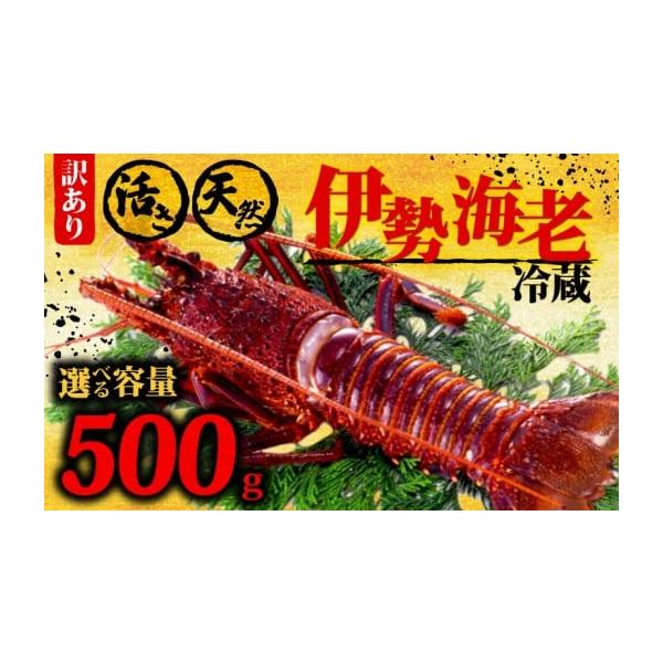 容量伊勢海老：500g以上消費期限冷蔵で3日発送期日【9月下旬より順次発送】ご入金確認後、2〜3週間程でお届け【注意事項】・お申し込みが多数の場合、発送までに1ヶ月ほど頂く場合がございます。 ご了承下さい。（不在日がございましたら、備考欄に...