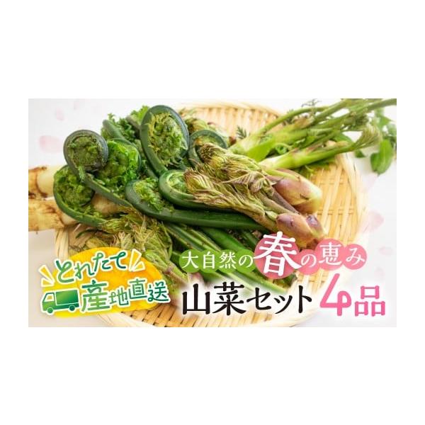 容量山菜4品 約400g〜500g（行者にんにく・コシアブラ・こごみ・タラの芽・山うど・ミズ・わらび・しどけ・姫竹等 ）上記いずれか4品。※発送時期により品物が異なります。お選びできません。消費期限お早めにお召し上がりください。発送期日発送...