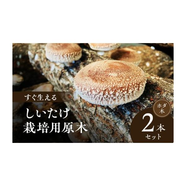食品 原木椎茸ほだ木 原木椎茸栽培キッド 7本 No.2