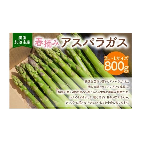 容量アスパラガス（2L-Lサイズ）：約800g消費期限【賞味期限】発送日から5日発送期日2026年3月上旬〜5月上旬発送予定（収穫状況により前後することがあります）※春収穫のアスパラガスが終了次第、夏収穫のアスパラガスに振り替えて、引き続き...