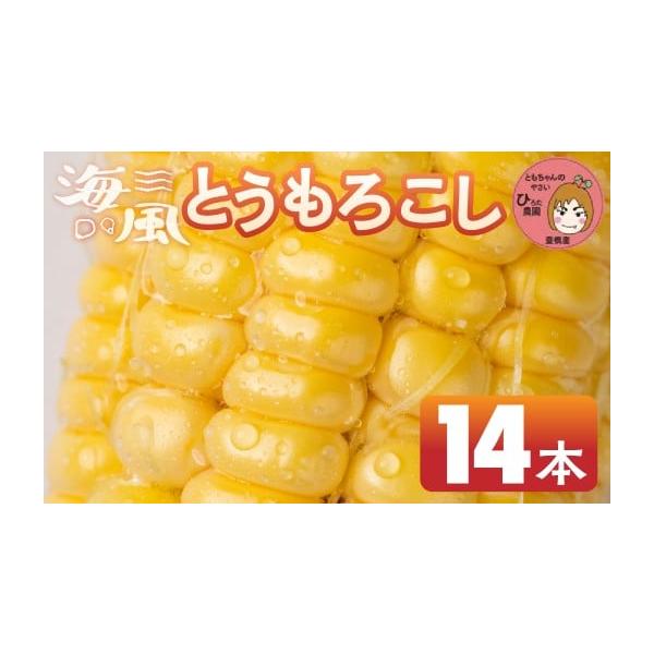 容量黄色とうもろこし 14本消費期限発送日から３日間※生鮮食品のため、お早めにお召し上がりください発送期日6月25日〜7月20日ごろを予定しております。※お届け期間は生育状況により多少の変動があります。※生育の状況によりお届けまでお時間をい...