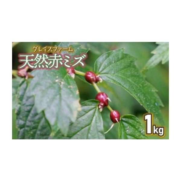 容量天然赤ミズの実（山菜）1kg消費期限収穫後4日※到着後は冷蔵庫で保管し、お早めにお召し上がりください。発送期日令和8年9月1日〜10月20日頃発送予定※天候や生育状況により、発送期間が前後する場合がございます。※お届け日のご指定はできま...