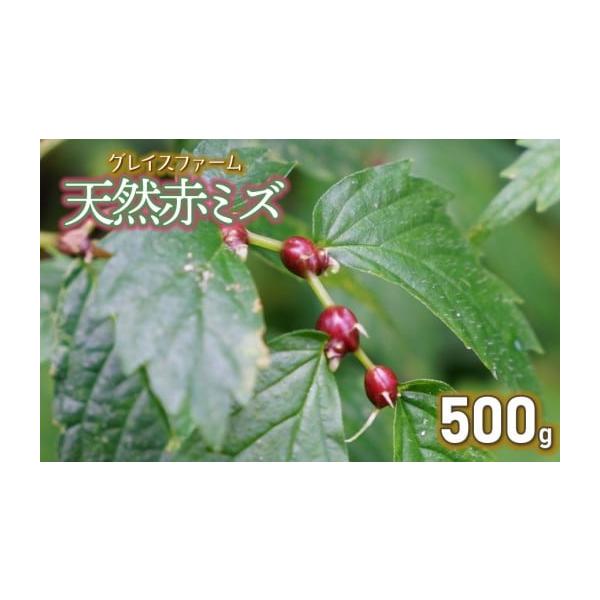 容量天然赤ミズの実（山菜）500g消費期限収穫後4日※到着後は冷蔵庫で保管し、お早めにお召し上がりください。発送期日令和8年9月1日〜10月20日頃発送予定※天候や生育状況により、発送期間が前後する場合がございます。※お届け日のご指定はでき...