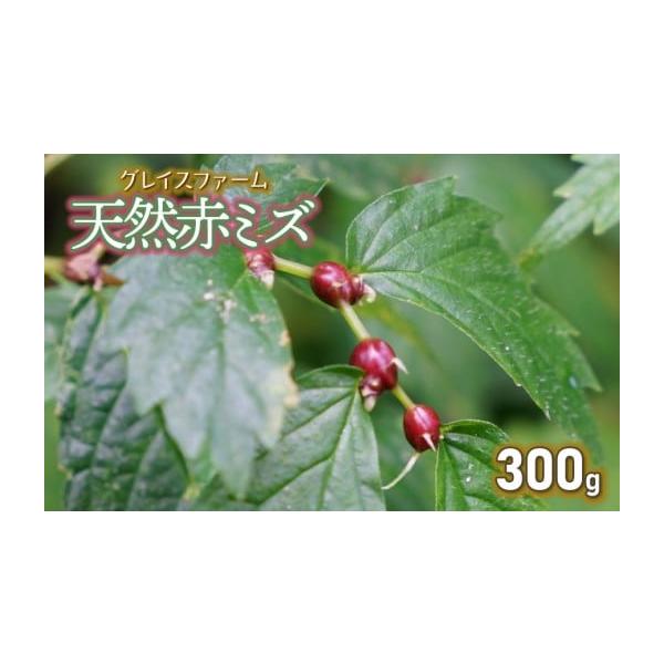 容量天然赤ミズの実（山菜）300g消費期限収穫後4日※到着後は冷蔵庫で保管し、お早めにお召し上がりください。発送期日令和8年9月1日〜10月20日頃発送予定※天候や生育状況により、発送期間が前後する場合がございます。※お届け日のご指定はでき...