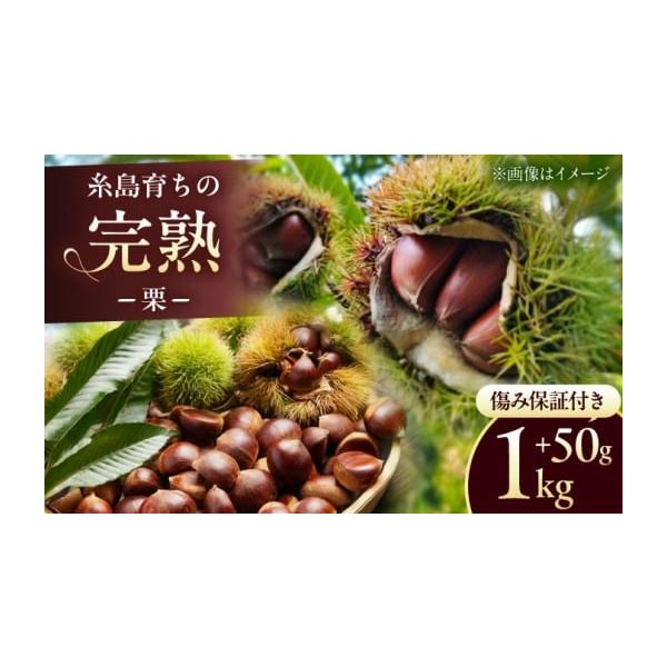 容量1kg+約50g※傷み補償として約50g多めに入れています【原料原産地】福岡県糸島市産消費期限【賞味期限】出荷日より3日発送期日2026年9月上旬-10月上旬の期間で順次受付順に発送配送冷蔵 時間指定 別送申込期日2026年9月までお申...