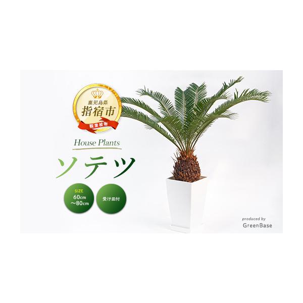 ふるさと納税 花・苗木 鹿児島県 指宿市 観葉植物 ソテツ60cm〜80cm