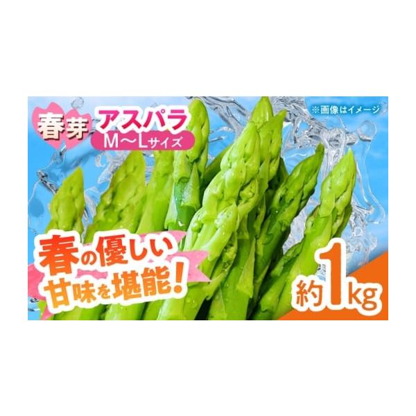 容量アスパラガス 春芽（M〜Lサイズ） 約1kg 【原料原産地】熊本県山鹿市消費期限冷蔵庫で約7日間発送期日【2026年】ご入金確認後、3月上旬〜6月上旬にかけて順次発送いたします。※天候不順により、予告なく発送が前後する場合がございます。...