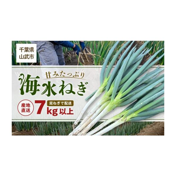 容量海水ネギ（７kg以上）泥ネギ消費期限生鮮食品のためなるべくお早めにお召し上がりください。発送期日入金から10日以内発送期間：12月〜2月配送常温 別送事業者押尾俊彦申込条件何度も申し込み可