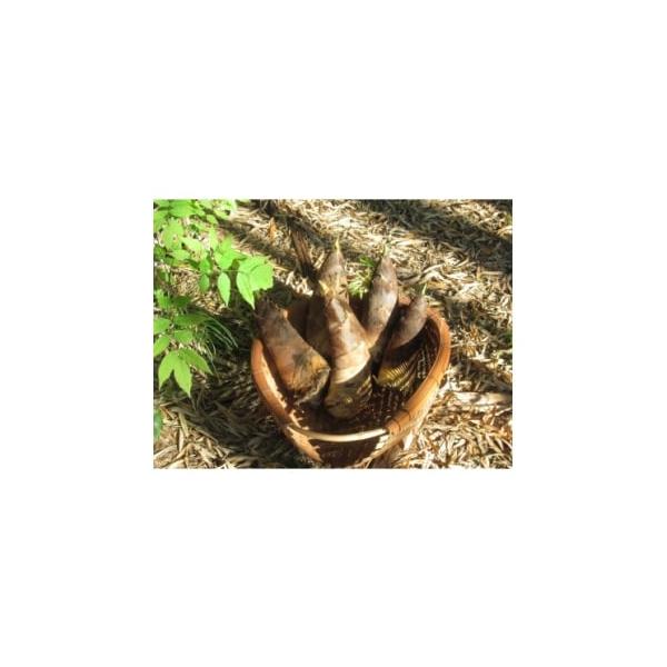 容量■お礼品の内容について・朝日町の里山から届く　朝掘りたけのこ[4kg(5〜10本)]原産地:三重県朝日町消費期限■賞味期限:出荷日+6日(冷蔵保存時)発送期日2026-04-01〜2026-04-30　※離島にはお届けできません。配送冷...