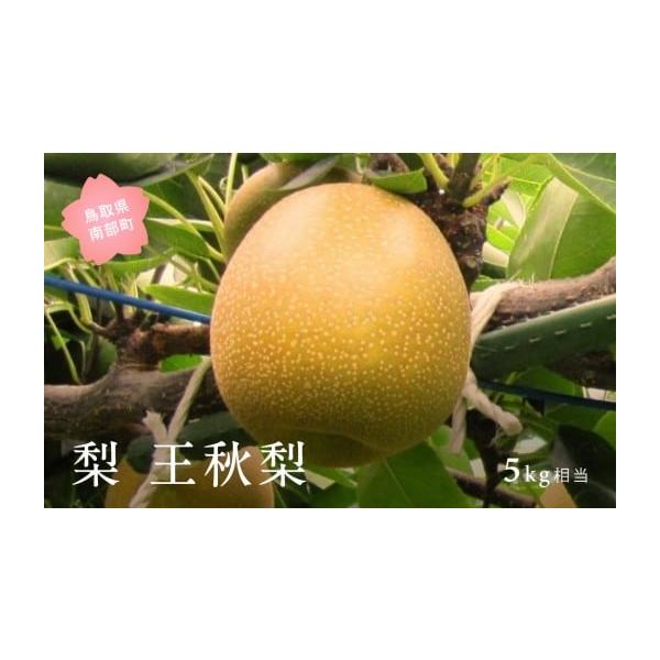 容量5kg※箱の入数(玉数)・大きさはご指定いただけません。発送期日2026年10月下旬出荷予定※事前にメールにて出荷予定のご案内をいたします。 配送常温 時間指定 別送申込期日2026年9月末事業者米子・あいみ果実部申込条件何度も申し込み可