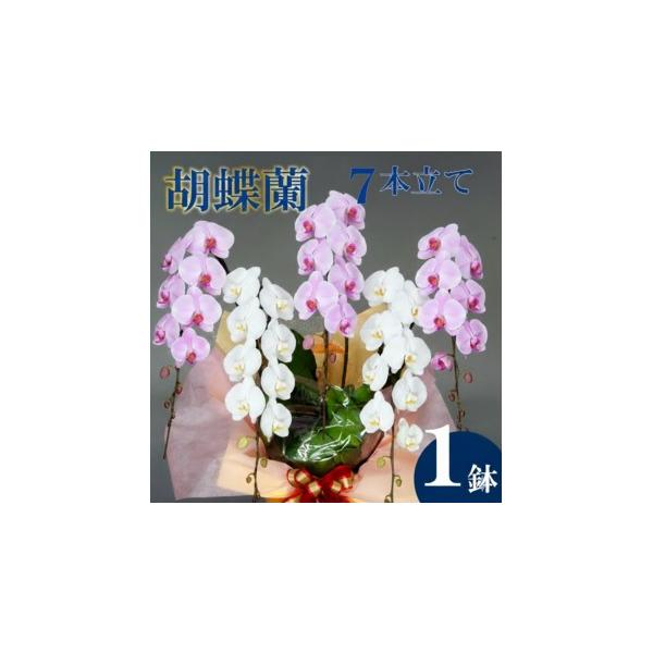 須崎市の紅白胡蝶蘭7本立てで特別な贈り物