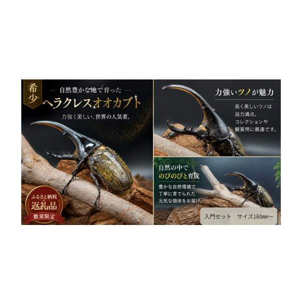 furusatochoice_6936927