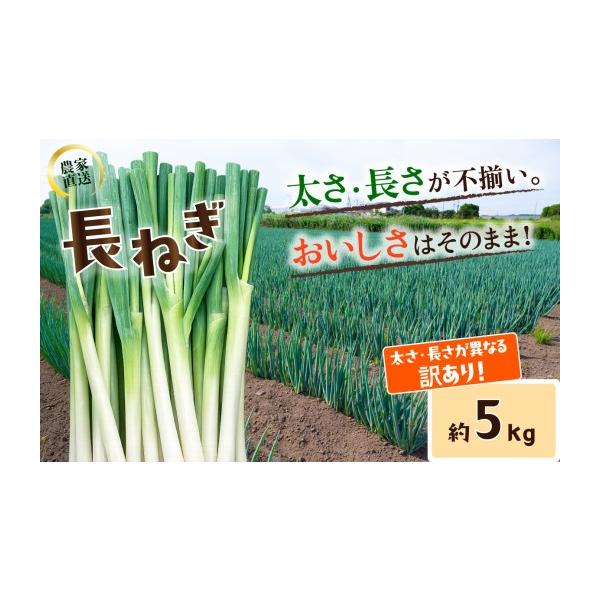 ふるさと納税 ねぎ・玉ねぎ 茨城県 下妻市 訳あり 長ねぎ《訳あり／正規品・容量が選べる 》訳あり 茨城県産 5kg ／ 10kg 茨城県 下妻市産 長ねぎ 長ネギ 長葱…
