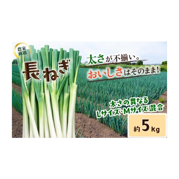 ふるさと納税 ねぎ・玉ねぎ 茨城県 下妻市 訳あり 長ねぎ《訳あり／正規品・容量が選べる 》訳あり 茨城県産 5kg ／ 10kg 茨城県 下妻市産 長ねぎ 長ネギ 長葱…