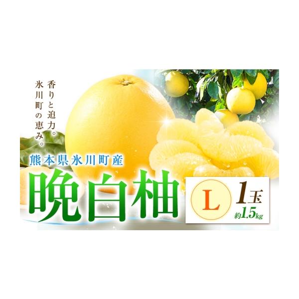 みかん・柑橘類 熊本県 氷川町 柑橘 晩白柚 L 1玉 1.5kg 日本フルーツ株式会社《12月上旬-2月末頃出荷》熊本県 氷川町 ばんぺいゆ 果物 フルーツ… 約1.5kg