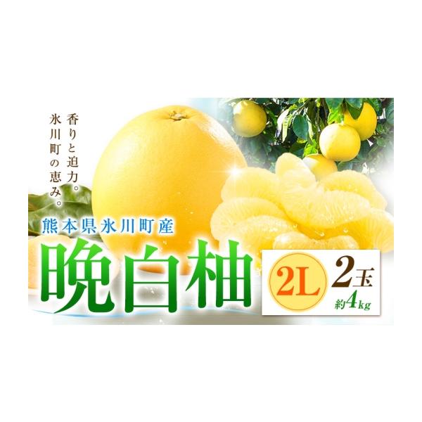みかん・柑橘類 熊本県 氷川町 柑橘 晩白柚 2L 2玉 4kg 日本フルーツ株式会社《12月上旬-2月末頃出荷》熊本県 氷川町 ばんぺいゆ 果物 フルーツ … 約4kg