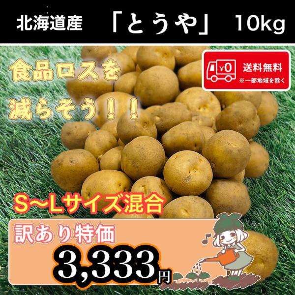 送料無料 北海道産 とうや 訳あり 食品ロス S〜Lサイズ混合 10kg じゃがいも 馬鈴薯【お試しじゃがいも付】