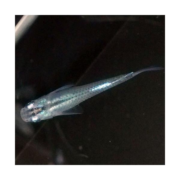 めだか 鉄仮面 直仔 青みゆき 幹之 めだか 点光 5匹セット 青幹之 ミユキ メダカ Buyee Buyee 日本の通販商品 オークションの代理入札 代理購入