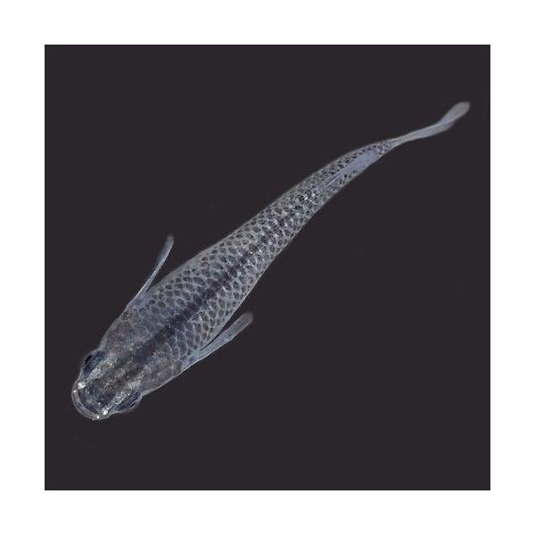 メダカ スーパーブラックパンダめだか 5匹セット 黒 ブラック ぱんだ 淡水魚 Buyee Buyee Japanese Proxy Service Buy From Japan Bot Online