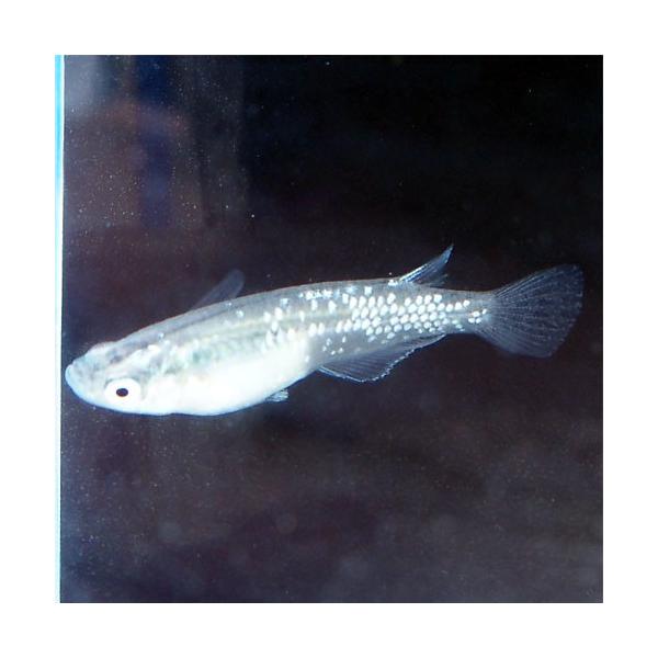 匹 ラメ 総合 Favofavoitems