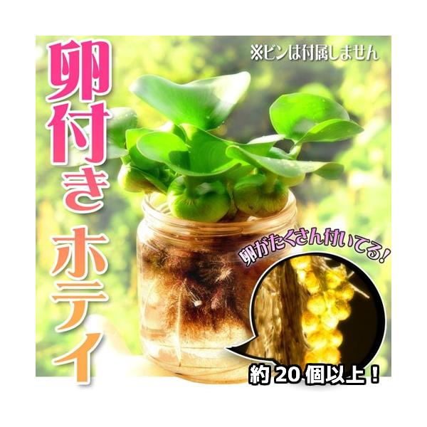 水草 ホテイアオイ めだかの卵付き 約個以上 1株セット ホテイ草 水草 浮草 たまご メダカ Mdaq 0011 風流 通販 Yahoo ショッピング