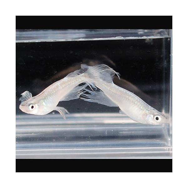 メダカ みゆき 幹之 ヒレ長スワローめだか 松井系 未選別 稚魚 Ss Sサイズ 5匹セット ミユキ ひれ長 スワロー メダカ 淡水魚 Buyee Buyee Japanese Proxy Service Buy From Japan Bot Online