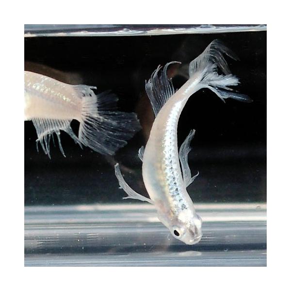 メダカ みゆき 幹之 ヒレ長スワローめだか 松井系 未選別 稚魚 Ss Sサイズ 5匹セット ミユキ ひれ長 スワロー メダカ 淡水魚 Buyee Buyee 日本の通販商品 オークションの代理入札 代理購入