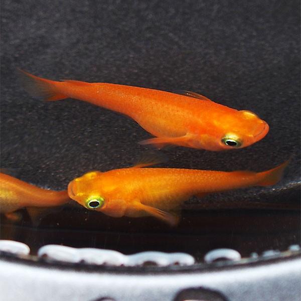 メダカ 紅帝 楊貴妃めだか 未選別 稚魚 Ss Sサイズ 5匹セット 赤 紅 メダカ 淡水魚 Buyee Buyee Japanese Proxy Service Buy From Japan Bot Online