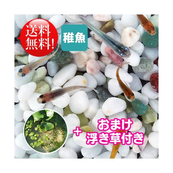 メダカ めだか おまかせ風流ミックス 未選別 稚魚 Ss Sサイズ 匹セット おまけ浮き草付き ミックス お買い得 淡水魚 メダカ 浮き草 水草 Buyee Buyee 日本の通販商品 オークションの代理入札 代理購入
