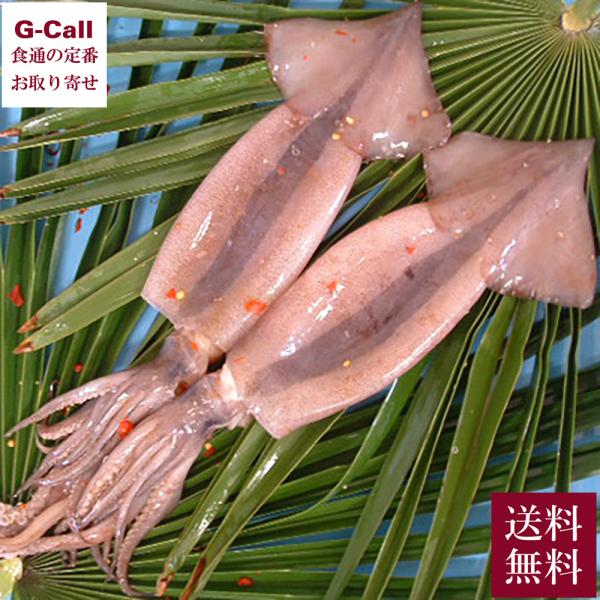 スルメ・イカ様 JF福井漁連 国見汐いか 5杯入 送料無料 冷凍 するめいか JF