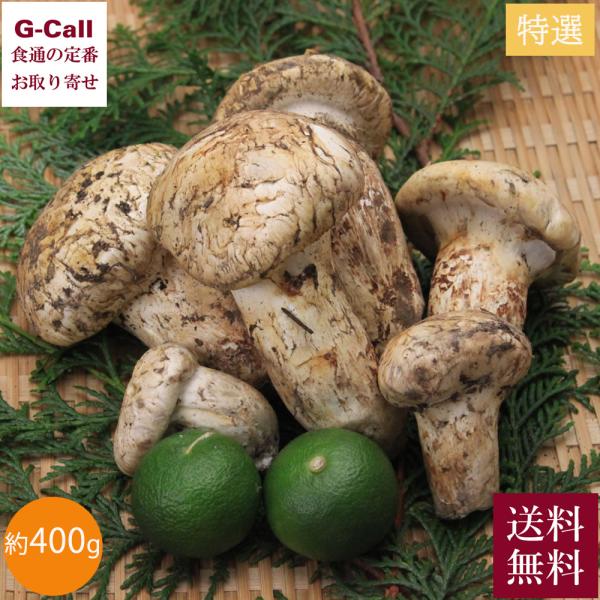北米産 松茸 特選 約400g 5〜10本 8月下旬〜10月下旬出荷 送料無料