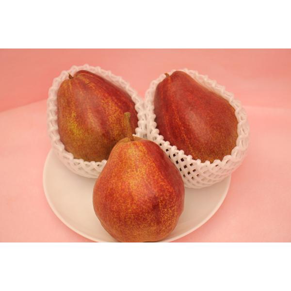 �����Y ���[�K���E���b�h�E�R�~�X ��2kg 10�����{�`11����{�܂ŏo�� �w����s�� �������� �m�� �m�i�V �R�~�X �� �������� �ʕ� �t���[�c �{ ���� �M�t�g ���i�摜3