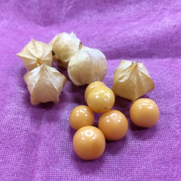 食用ほおずき小粒　国産１ｐｃ　