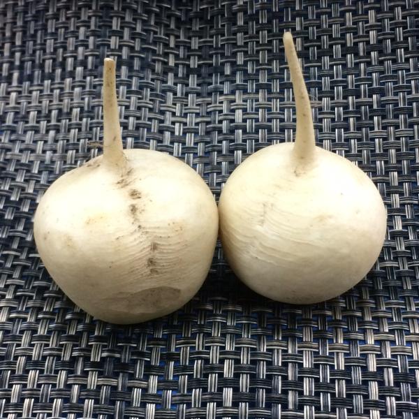 辛味大根　京都府産 １玉