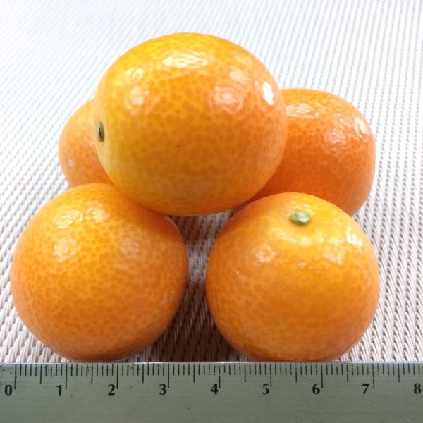 金柑「たまたま」宮崎県産　3L500ｇ
